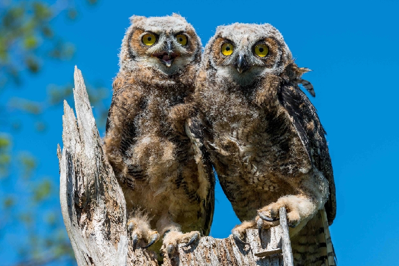 _DSC7782.jpg - Barn Owl Chicks