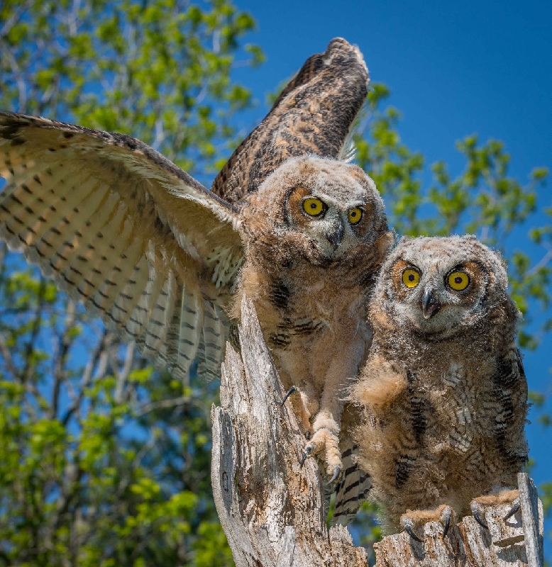 _DSC7843.jpg - Barn Owl Chicks