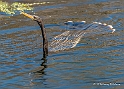 Anhinga_MEX6496