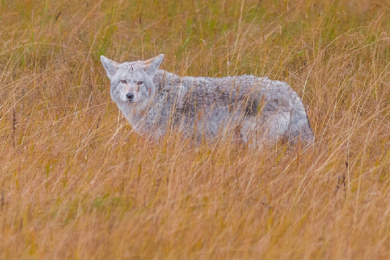 Coyote_YST2525.jpg