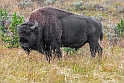 Bison_YST2403